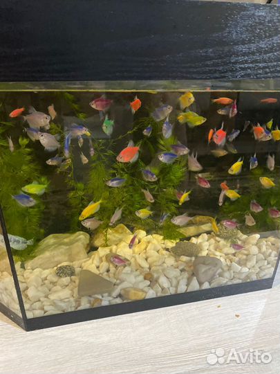 Аквариум