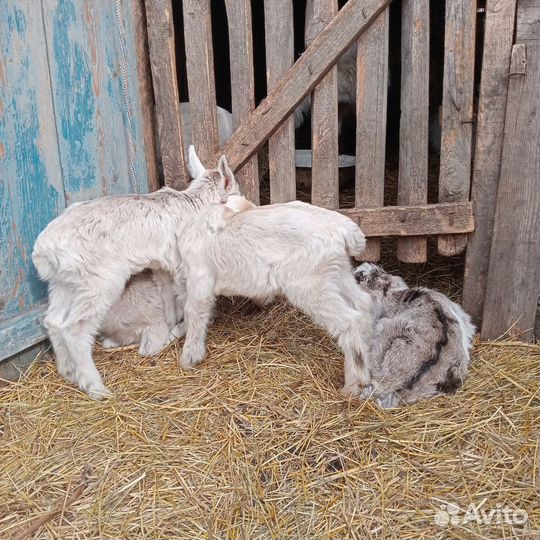 Коза дойная молочная и козлята
