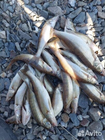 Свежая рыба, судак