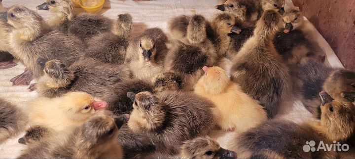 Гусята Крупные серые и Линда