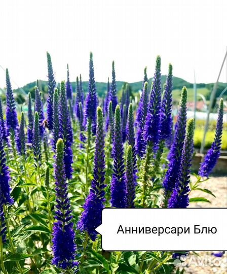 Многолетние цветы Вероника и Вероникаструм