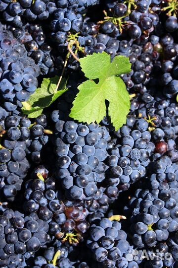 Виноград технический