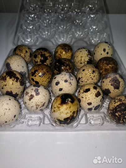 Яйца перепелиные