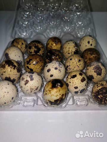Яйца перепелиные