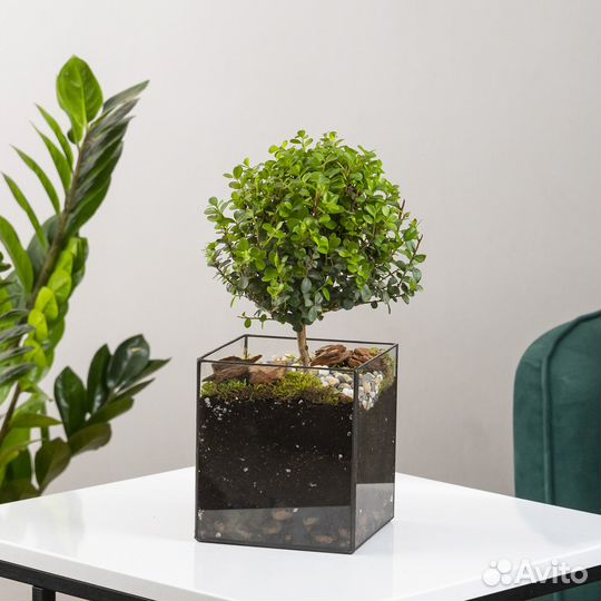 Мирсина африканская, стеклянное кашпо