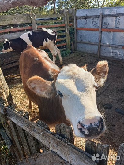Продам телят