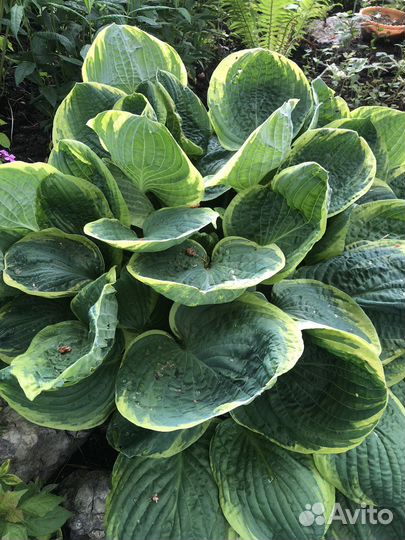 Хосты кустики