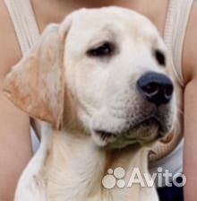 Щенки лабрадора