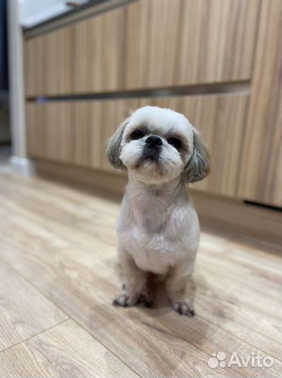 Ши-тцу вязка