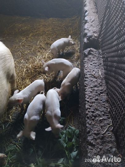 Поросята молочные