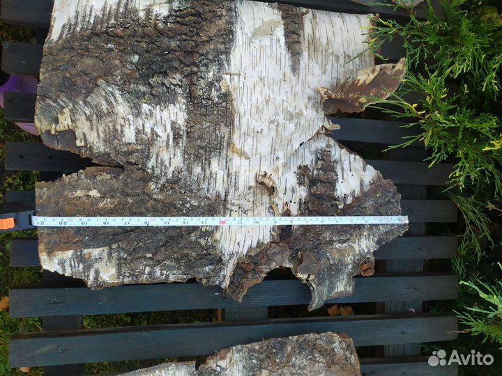 Кора березы. Береста