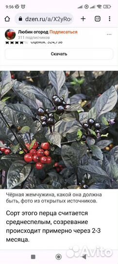Перец черная жемчужина комнатный