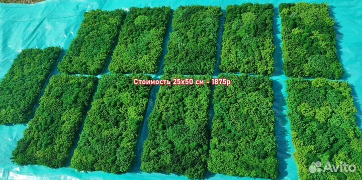 Воплотите в жизнь свои эко-идеи с панелями из мха