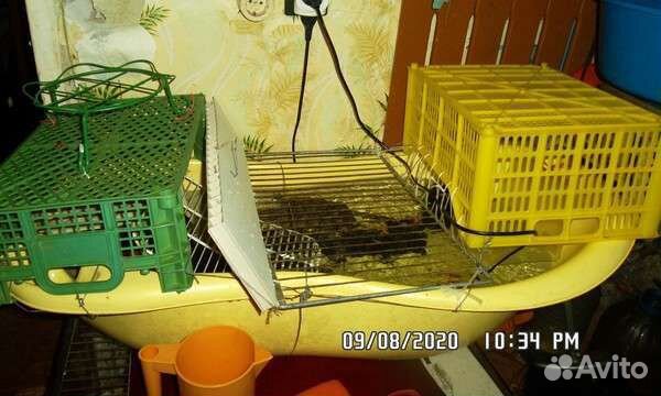 Черепашки красноухие