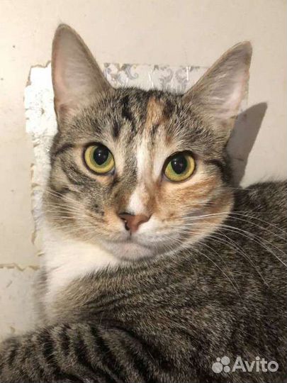 Кошка в дар бесплатно в добрые руки из приюта