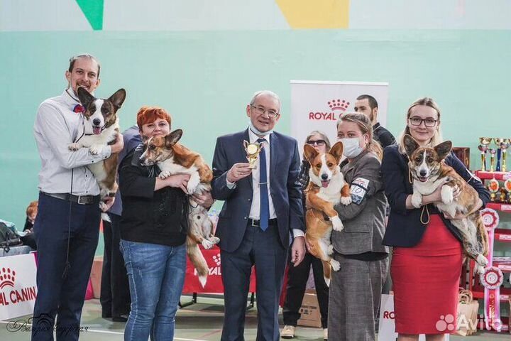 Вельш корги