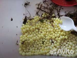 Яйца улиток ахатин