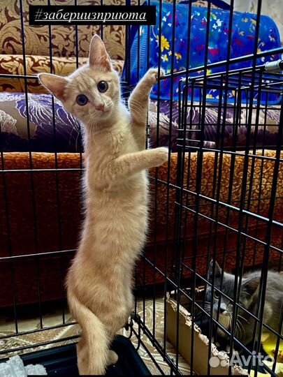 Пристоим в хорошие руки