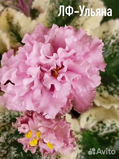 Сортовые фиалки