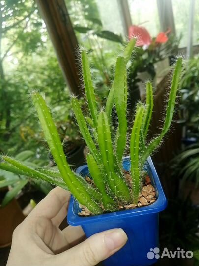 Кактус Гилоцереус