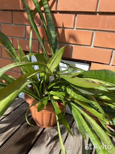 Сансевиерия