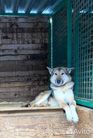 Прогулка с собакой из приюта
