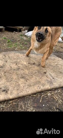 Собака ищет дом