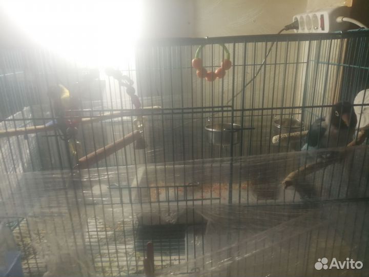 Попугаи неразлучники