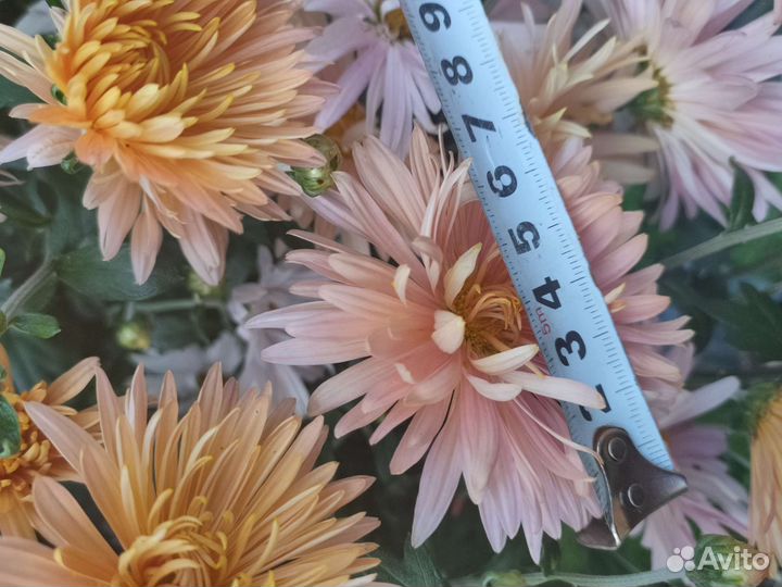 Хризантема садовая (многолетник)