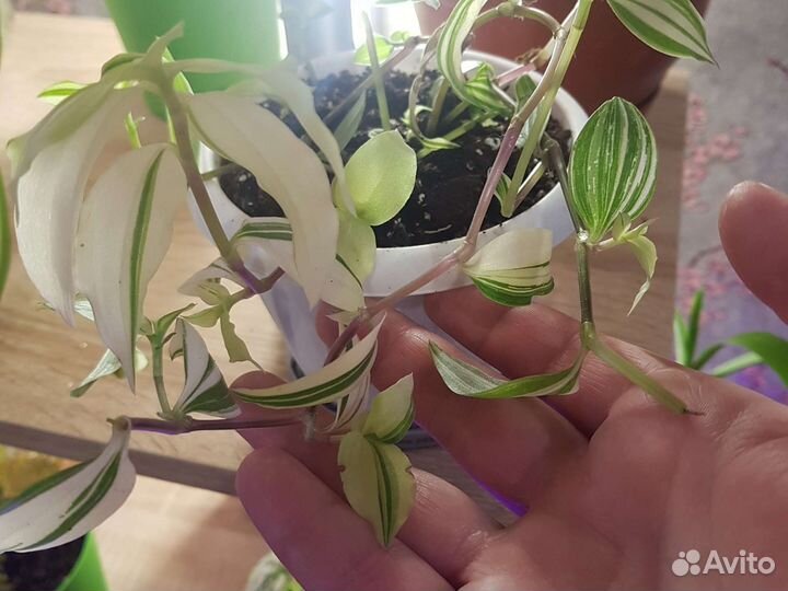 Традесканция белая