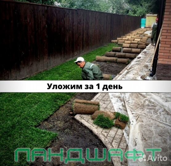 Парковый рулонный газон с укладкой Подольск