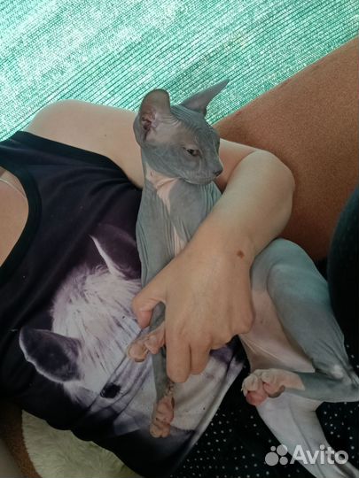 Котенок сфинкс