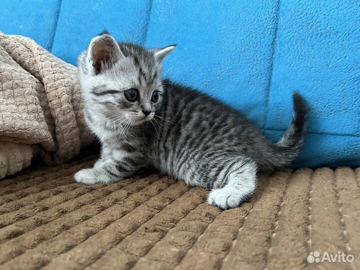 Шотландские котята