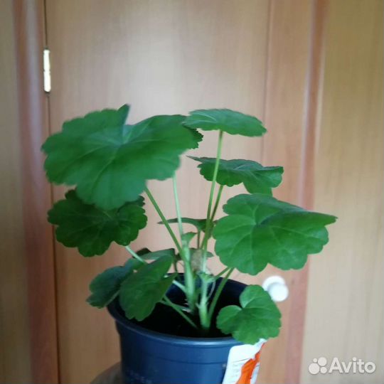 Пеларгония герань