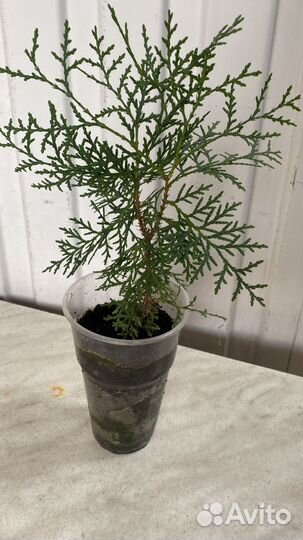 Туя брабант