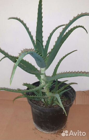 Алоэ старое