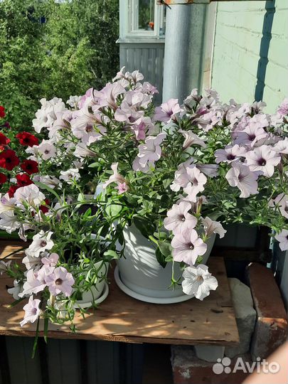 Петуния тайдел вейв