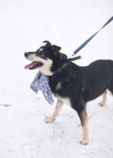 Собака в добрые руки отдам бесплатно