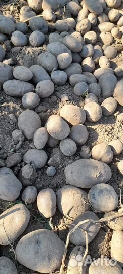 Фиолетовый картофель 