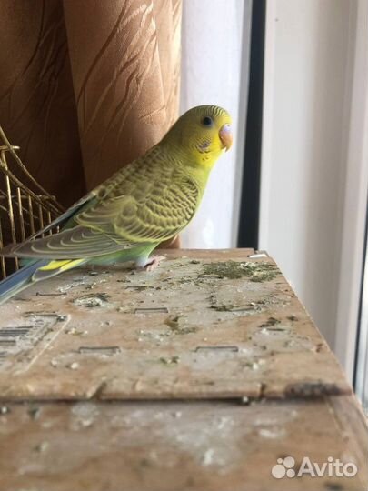 Волнистый попугай