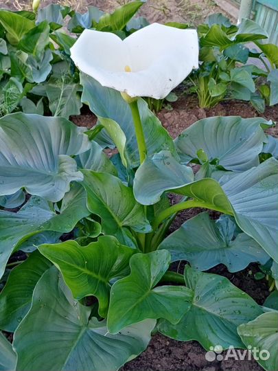 Каллы садовые