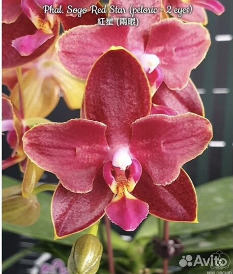 Орхидея фаленопсис бабочка