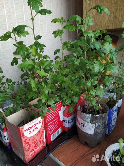 Хризантема зимующяя