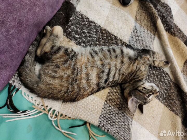 Котенок в добрые ручки