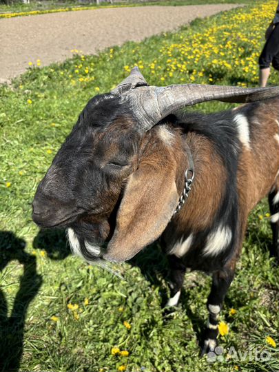 Продается козел