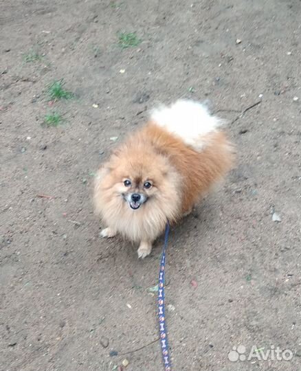 Собачий пух (шпиц)