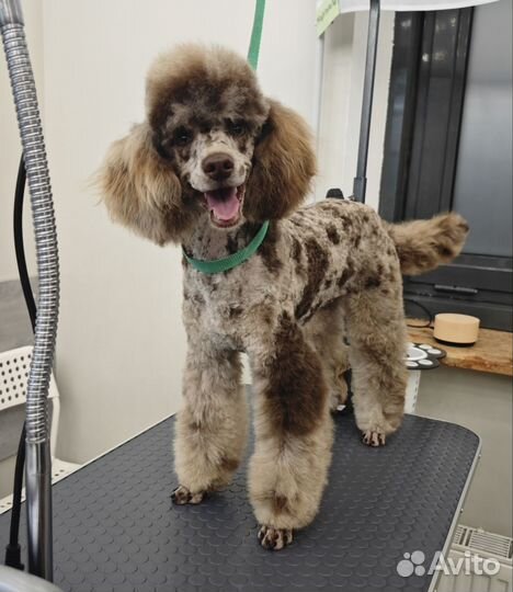 Грумер стрижка собак и кошек