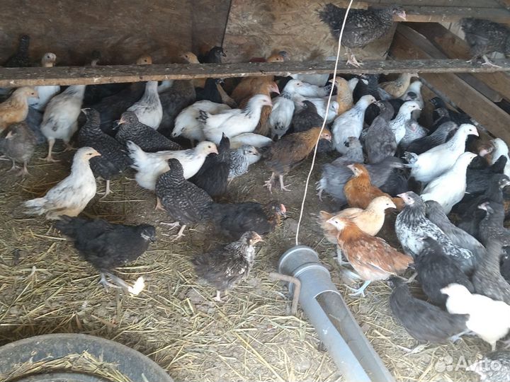 Куры молодки несушки домашние