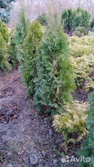 Туи разных сортов