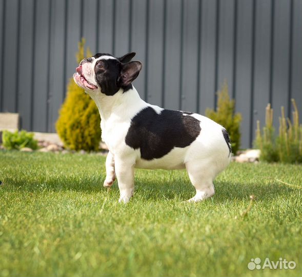 Девочка французского бульдога